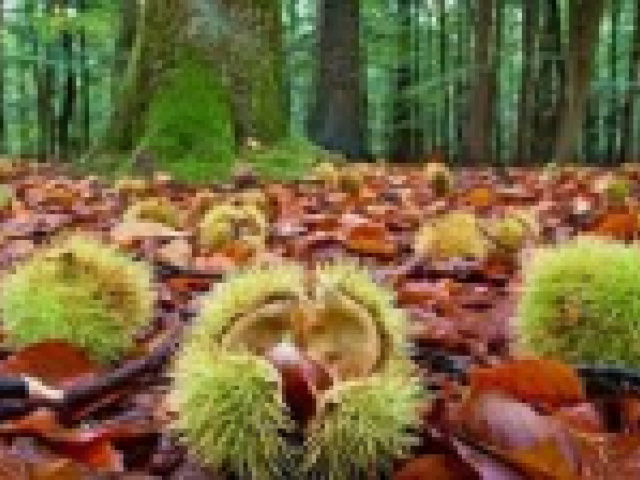 Focus per interventi sui castagneti per aziende agricole, privati e associazioni