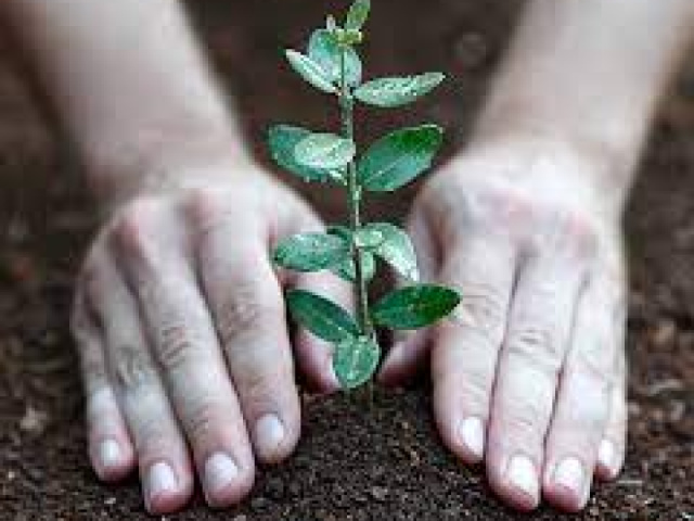 Impianti forestazione/imboschimento e sistemi agroforestali su terreni agricoli – CRS 2023/2027