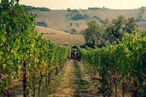 Autorizzazione per l&rsquo;impianto di nuovi vigneti