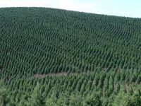 Fondo per il rimboschimento e la tutela ambientale e idrogeologica delle aree interne