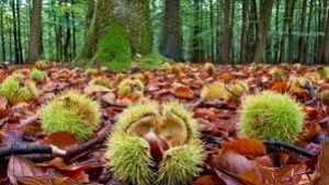 Focus per interventi sui castagneti per aziende agricole, privati e associazioni