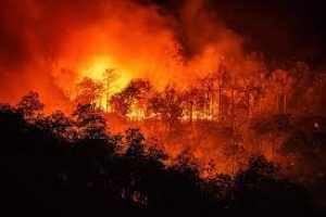 Giornata di studio on-line su "Incendi boschivi: nuovi paradigmi tra prevenzione, gestione e ricostituzione" - 31 gennaio ore 9