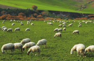 Sovvenzione diretta alle aziende della Toscana che allevano ovicaprini da latte