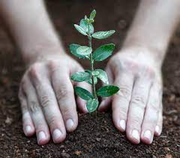 Impianti forestazione/imboschimento e sistemi agroforestali su terreni agricoli &ndash; CRS 2023/2027