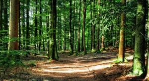 Sostegno agli investimenti destinati ad accrescere la resilienza e il pregio ambientale degli ecosistemi forestali - PSR FEASR sottomisura 8.5 - proroga