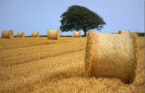 Pre-informazione bando Piattaforma logistica e digitale per e-commerce per prodotti agroalimentari toscani