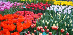 Concessione di una sovvenzione diretta alle imprese floricole