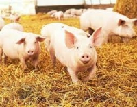 PSR - 4.1.1 Miglioramento della redditivit&agrave; delle aziende agricole