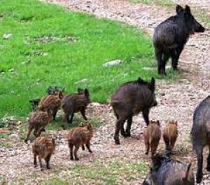 Peste suina africana, attivato il numero unico regionale per le segnalazioni di carcasse