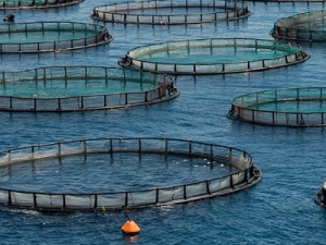 Bandi aperti dei FLAG - Gruppi di Azione Locale per la Pesca