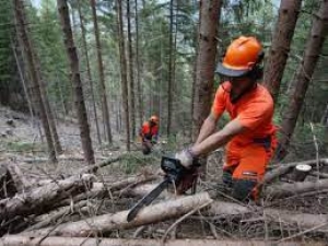 Sette milioni di euro per la tutela delle foreste toscane