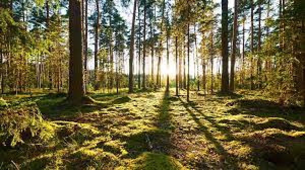 Sostegno alla prevenzione dei danni arrecati alle foreste da incendi, calamit&agrave; naturali ed eventi catastrofici - 8.3 PSR