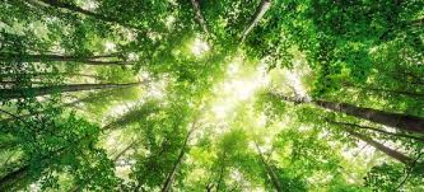 Investimenti produttivi forestali - CRS 2023/2027