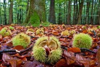 Aiuti per interventi sui castagneti da frutto